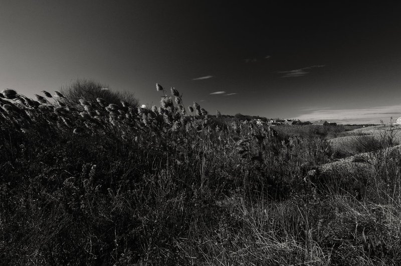 DSC_6553-Edit-2.jpg