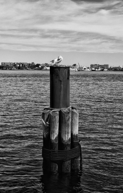 DSC_9925-Edit.jpg