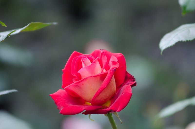 DSC_2132.jpg