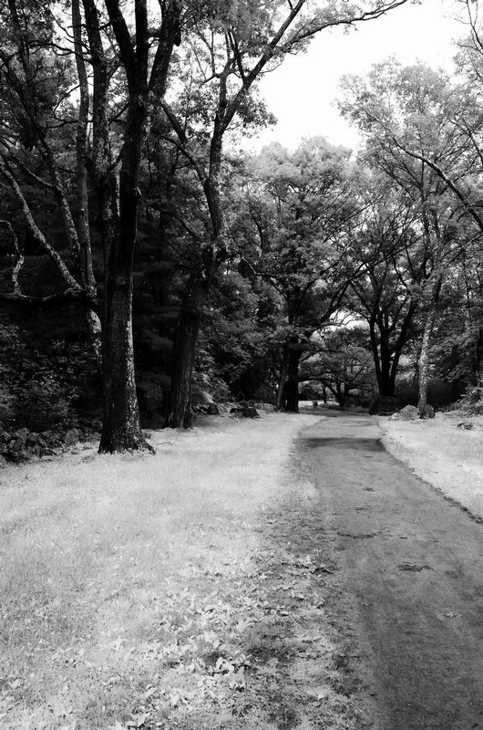 DSC_7243-Edit.jpg