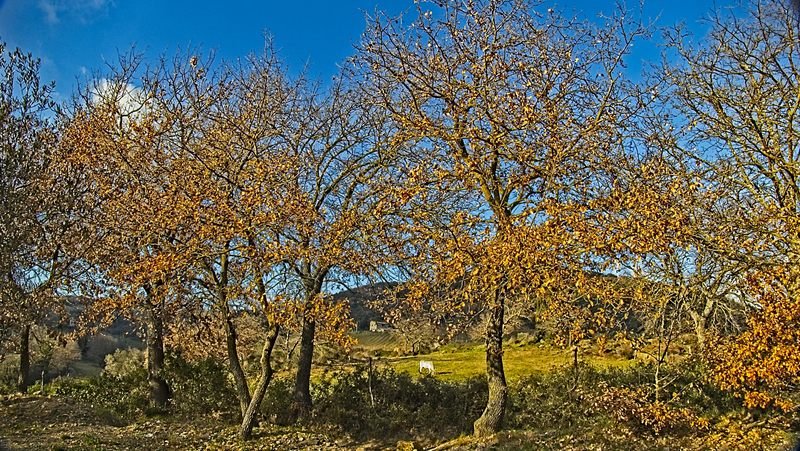 _2210836(1).jpg