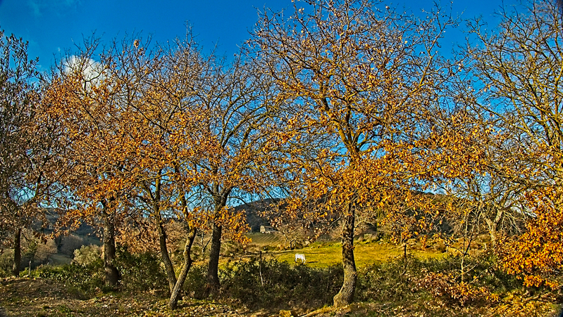 _2210836.jpg