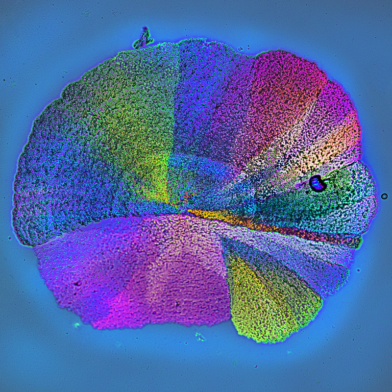 3331-33 cr14x14.jpg
