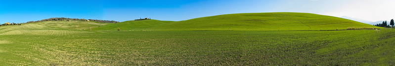 Field 2.jpg