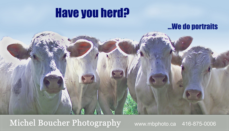 Have you herd.jpg