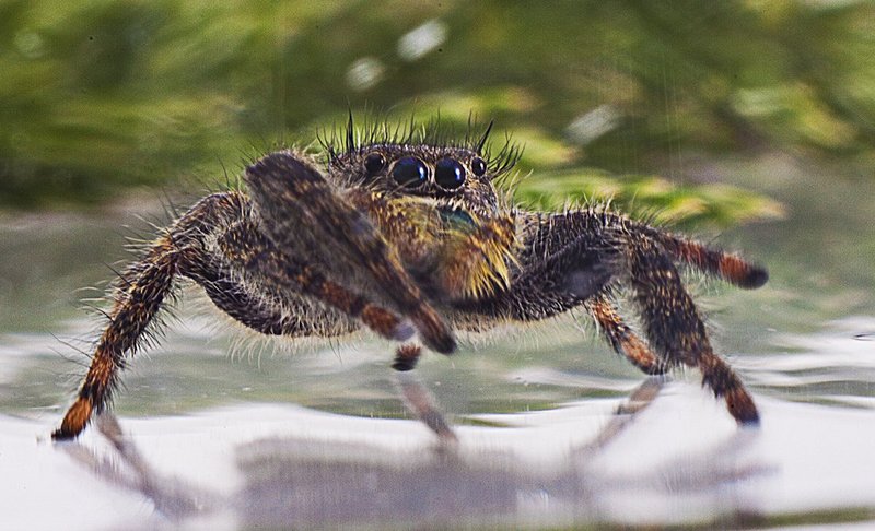 Jumping spider1.jpg