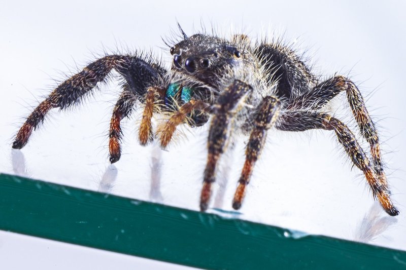 Jumping spider2.jpg