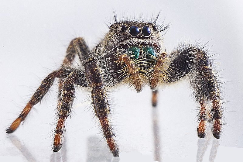 Jumping spider3.jpg