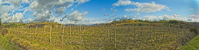 Piensa field pan.jpg