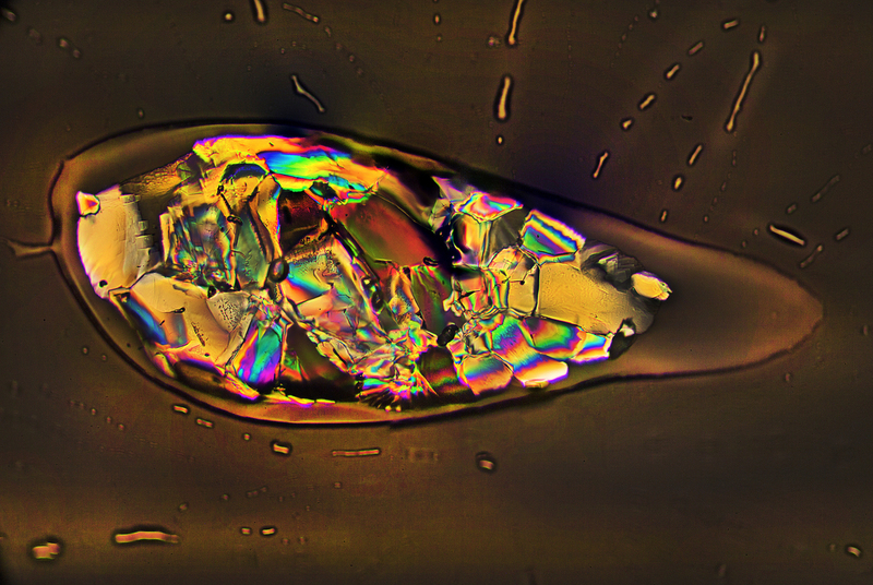 Sugar 000111(1).jpg
