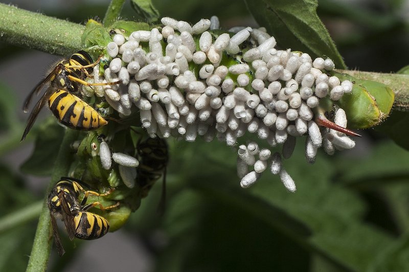 THW under attack by wasps.jpg