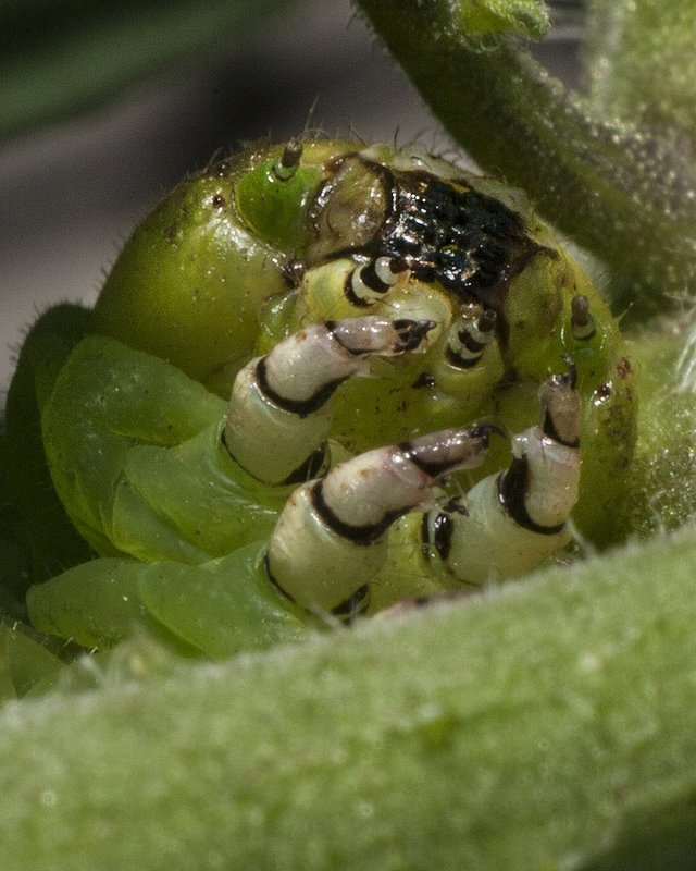 Tomato horn worm portrait.jpg