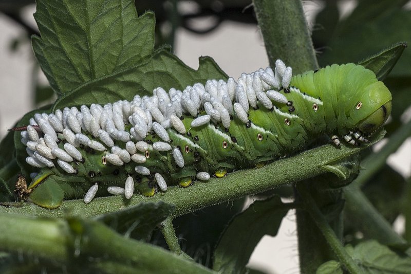 Tomato horn worm1.jpg