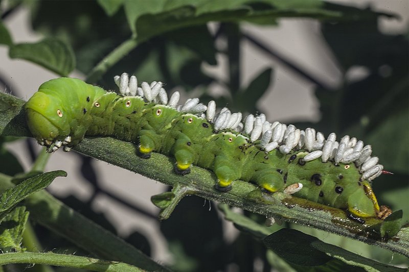 Tomato horn worm with wasp eggs.jpg