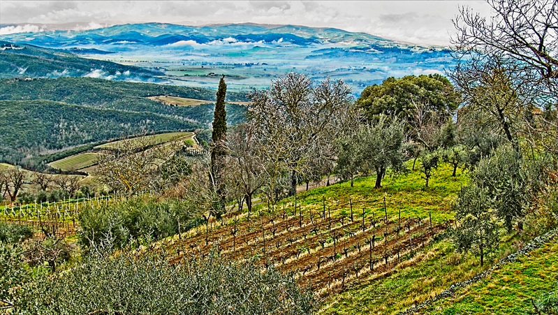 Tuscan vineyard.jpg