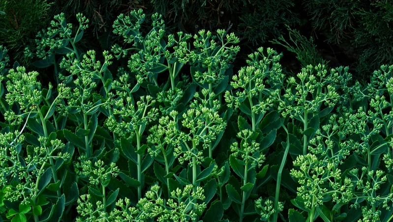 green-pattern.jpg