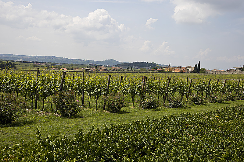 _MG_5295 copy(1).jpg