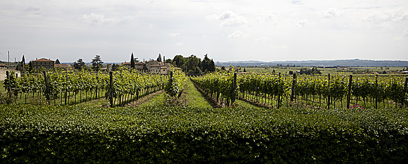 _MG_5320 copy(1).jpg