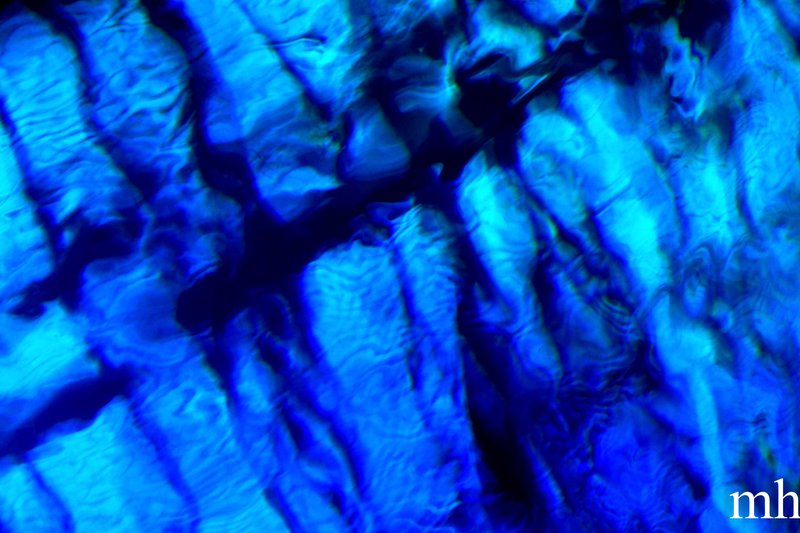 Submerged (day five) 0128(2).jpg :: Genesis 1:20-23