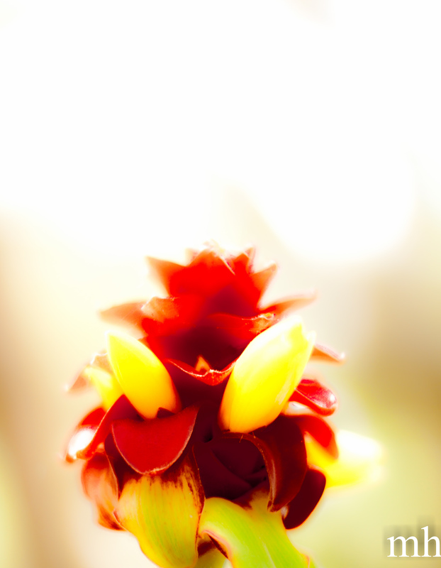 Tongue Aflame 0848-Edit(3).jpg :: Tongue Aflame