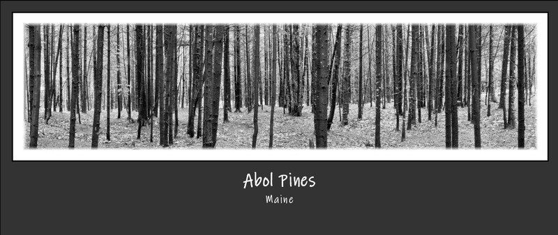 Abol Pines.jpg