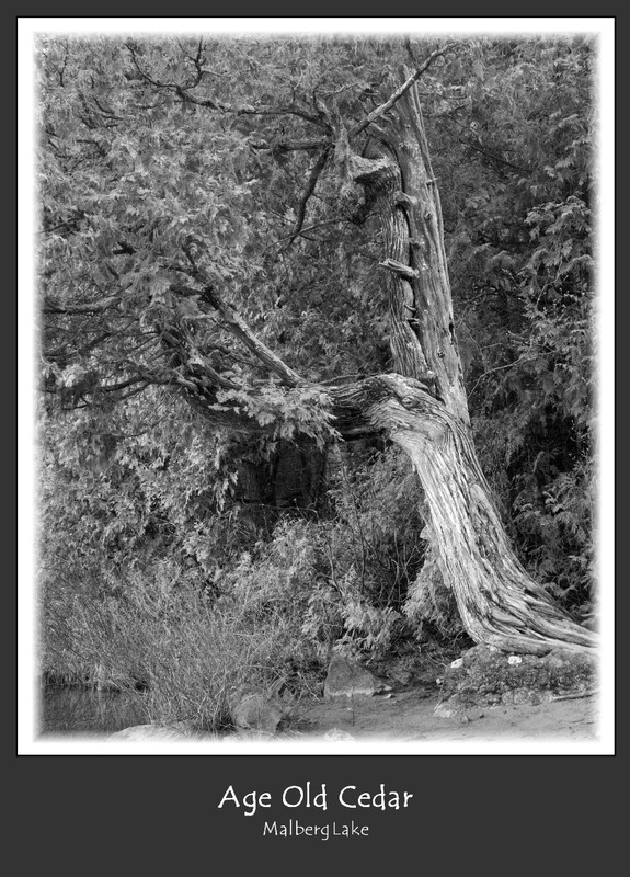 Age Old Cedar.jpg