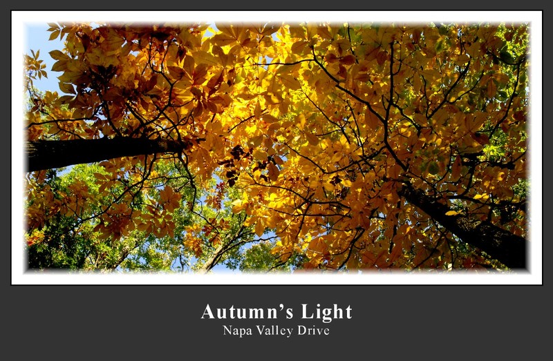 Autumns Light.jpg