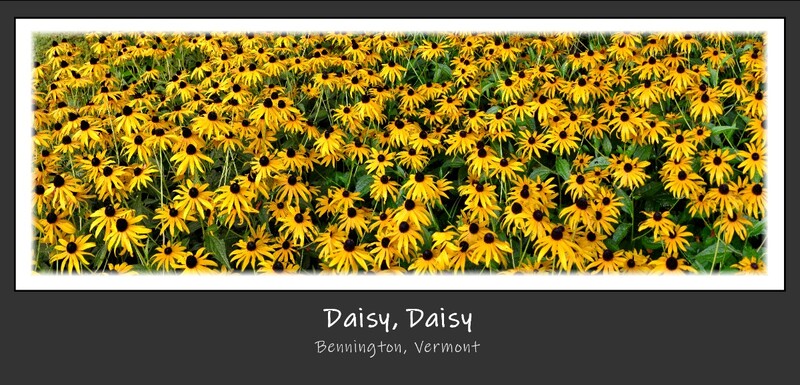 Daisy Daisy.jpg