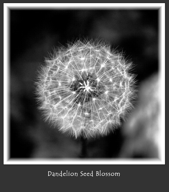 Dandelion Seed Blossom(1).jpg