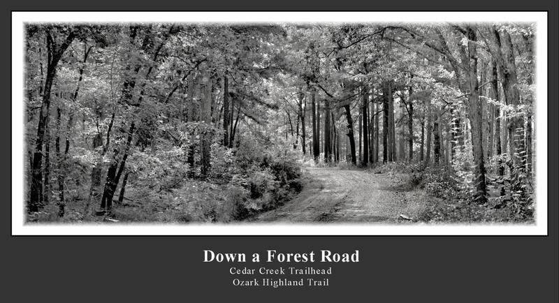 Down a Forest Road(1).jpg