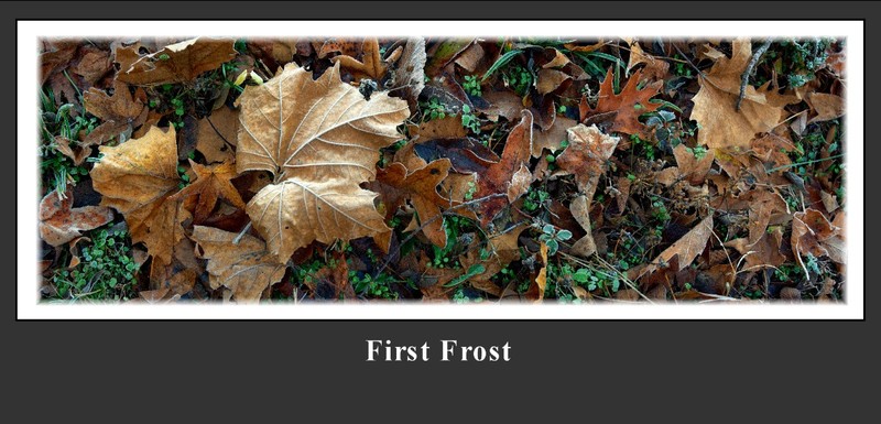 First Frost(1).jpg