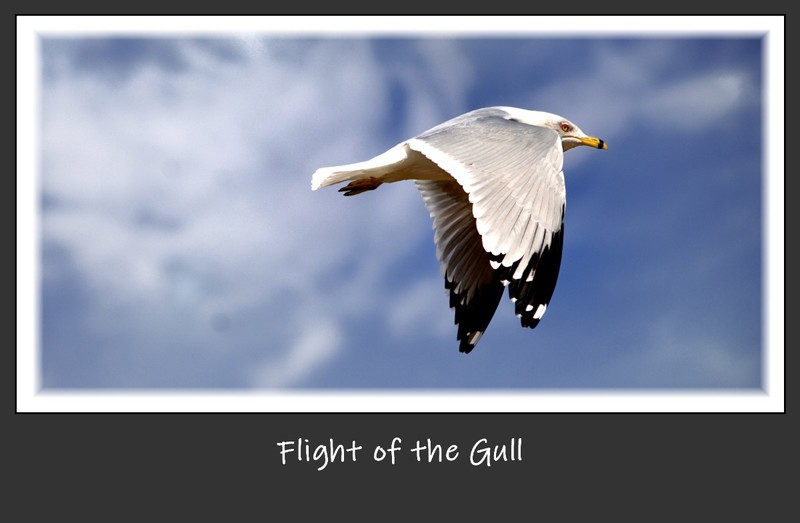 Flight of the Gull.jpg