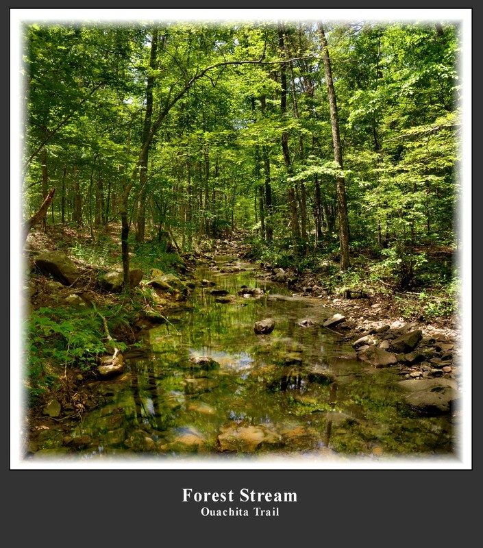 Forest Stream(1).jpg