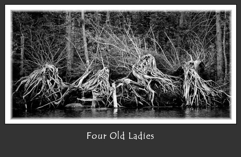 Four Old Ladies(1).jpg