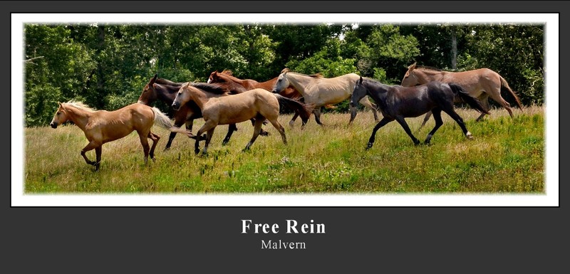 Free Rein(1).jpg