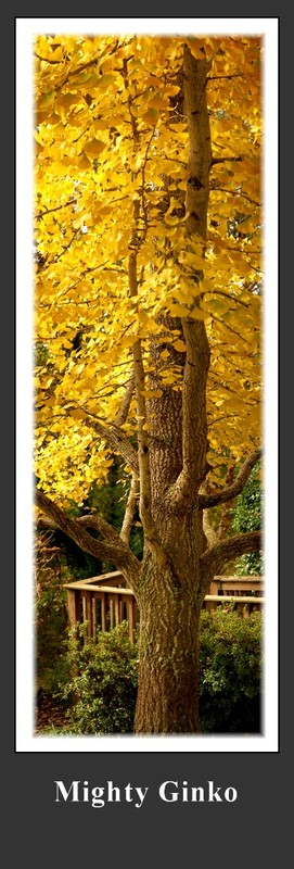 Mighty Ginko(1).jpg