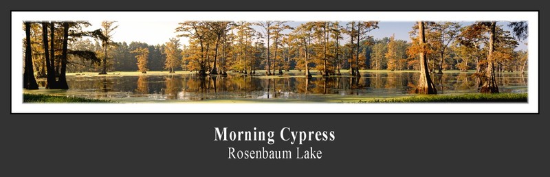 Morning Cypress(1).jpg