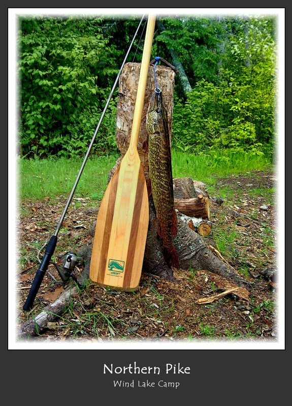 Northern Pike.jpg