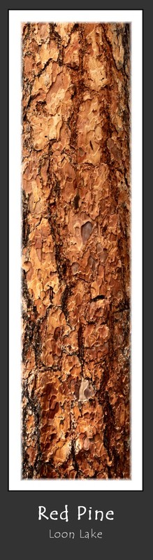 Red Pine.jpg