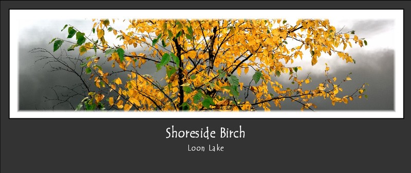Shoreside Birch.jpg