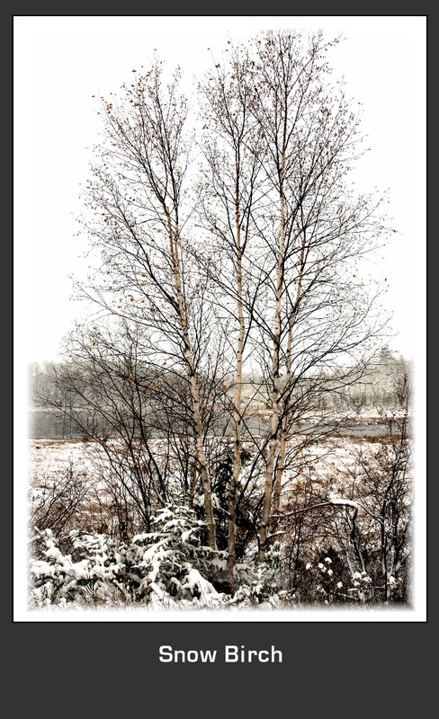 Snow Birch.jpg