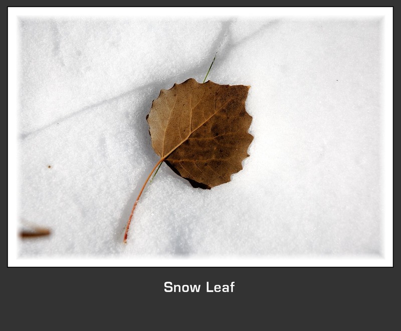 Snow Leaf.jpg