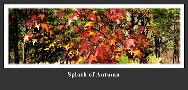 Splash of Autumn.jpg