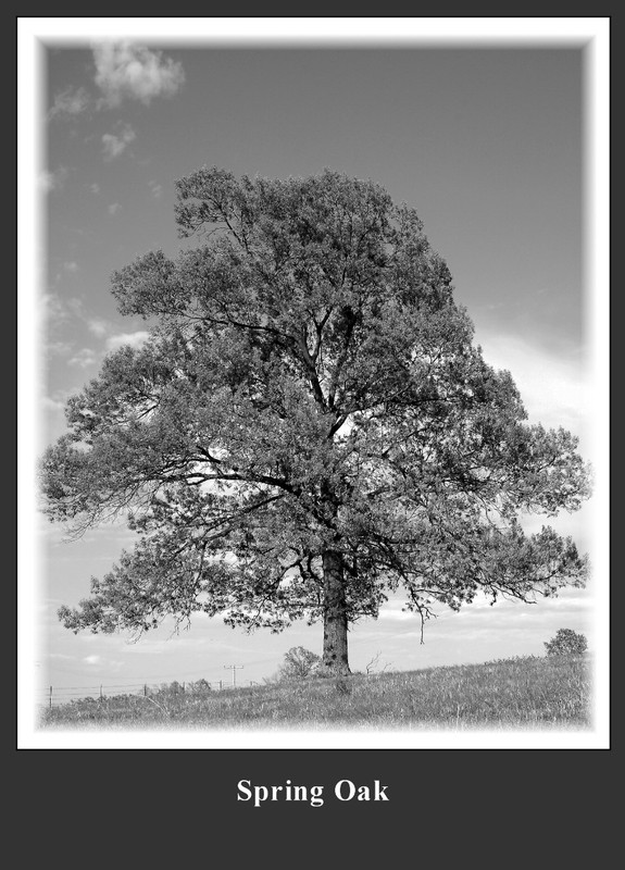 Spring Oak.jpg