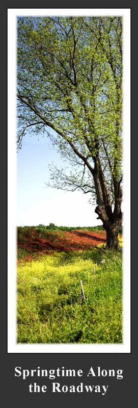 Springtime Along the Roadway.jpg