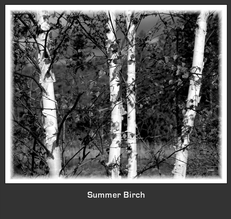 Summer Birch.jpg