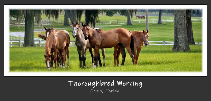 Thoroughbred Morning.jpg