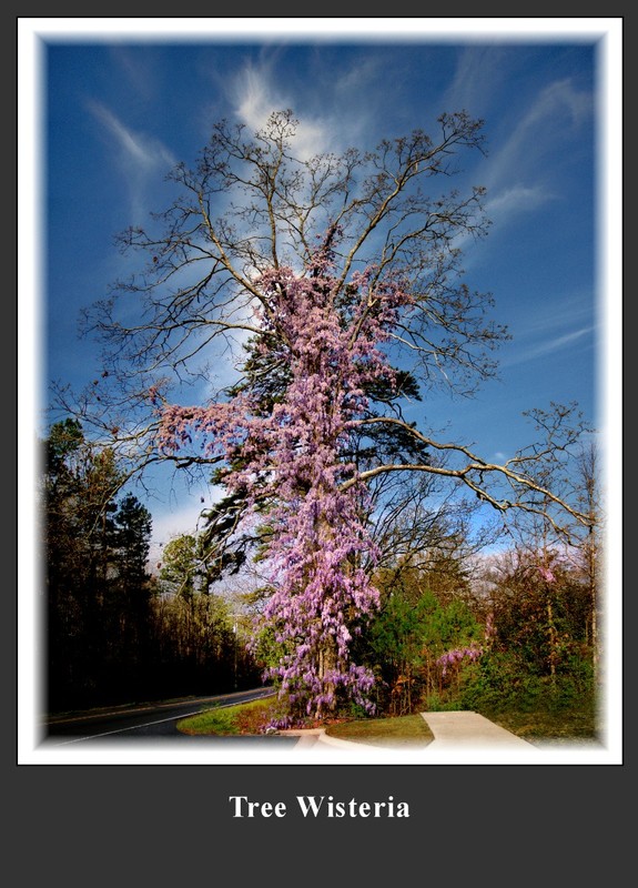 Tree Wisteria.jpg