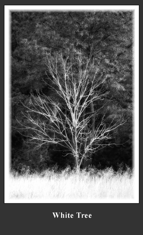 White Tree.jpg