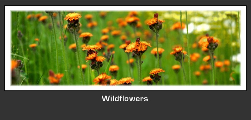 Wildflowers.jpg
